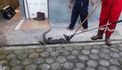 Warga Panik, Tim Rescue Damkar Palangka Raya Evakuasi Biawak Besar di Jalan Beliang
