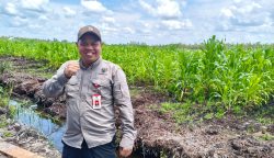 Kadishut Kalteng Apresiasi Langkah Polda Dukung Ketahanan Pangan Lewat Penanaman Jagung Serentak