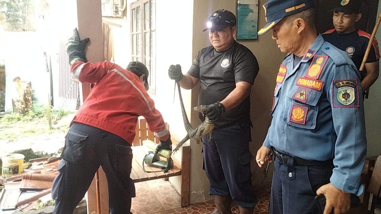 Biawak 90 Sentimeter Masuk Kamar Warga, Tim Rescue Damkar Palangka Raya Gerak Cepat Lakukan Evakuasi