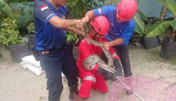 Warga Jalan Rajawali Panik Temukan Ular Piton 3 Meter di Kandang Ayam, Rescue Damkar Palangka Raya Lakukan Evakuasi Cepat