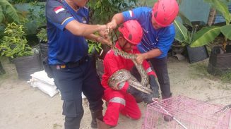 Warga Jalan Rajawali Panik Temukan Ular Piton 3 Meter di Kandang Ayam, Rescue Damkar Palangka Raya Lakukan Evakuasi Cepat