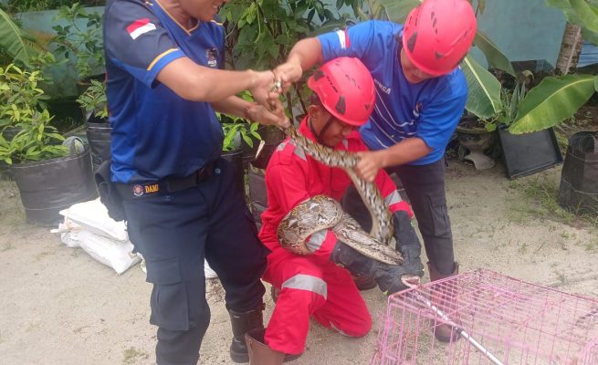 Warga Jalan Rajawali Panik Temukan Ular Piton 3 Meter di Kandang Ayam, Rescue Damkar Palangka Raya Lakukan Evakuasi Cepat