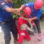 Warga Jalan Rajawali Panik Temukan Ular Piton 3 Meter di Kandang Ayam, Rescue Damkar Palangka Raya Lakukan Evakuasi Cepat