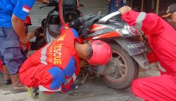 Anak Ular Piton Masuk Box Motor, Rescue Damkar Palangka Raya Lakukan Evakuasi Cepat