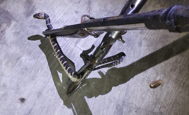 Penghuni Kos Kaget Temukan Ular Tedung Berbisa di Depan Pintu Kamar, Tim Rescue Damkar Palangka Raya Sigap Lakukan Evakuasi