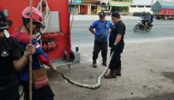 Ular Piton 3,5 Meter Lilit Kucing di Celah Tembok Sempit, Damkar Palangka Raya Lakukan Evakuasi Dramatis