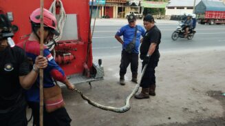 Ular Piton 3,5 Meter Lilit Kucing di Celah Tembok Sempit, Damkar Palangka Raya Lakukan Evakuasi Dramatis