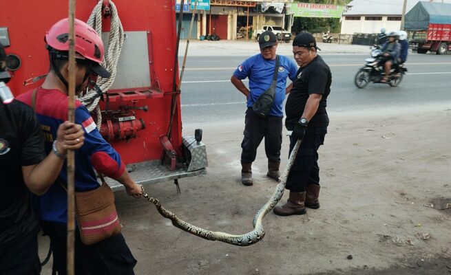 Ular Piton 3,5 Meter Lilit Kucing di Celah Tembok Sempit, Damkar Palangka Raya Lakukan Evakuasi Dramatis