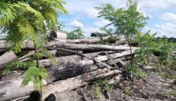 DAS Kapuas Kalteng Terancam Rusak, Konsesi Raksasa HTI Picu Deforestasi Kawasan Konservasi