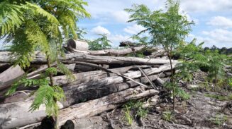 DAS Kapuas Kalteng Terancam Rusak, Konsesi Raksasa HTI Picu Deforestasi Kawasan Konservasi