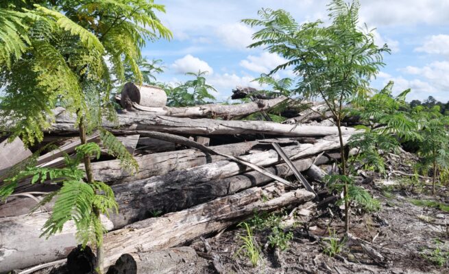 DAS Kapuas Kalteng Terancam Rusak, Konsesi Raksasa HTI Picu Deforestasi Kawasan Konservasi