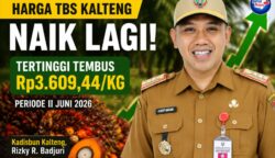 Harga TBS Kelapa Sawit Kalteng Kembali Menguat, Kenaikan CPO Dongkrak Nilai Tandan Buah Segar Pekebun Plasma