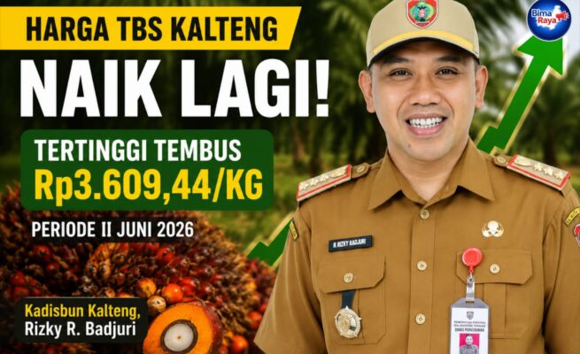 Harga TBS Kelapa Sawit Kalteng Kembali Menguat, Kenaikan CPO Dongkrak Nilai Tandan Buah Segar Pekebun Plasma