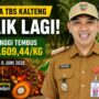 Harga TBS Kelapa Sawit Kalteng Kembali Menguat, Kenaikan CPO Dongkrak Nilai Tandan Buah Segar Pekebun Plasma