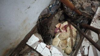 Bikin Geger! Dua Ular Piton 3,5 Meter Ditemukan Mengerami 70 Telur di Bawah Lantai, BPK Kamboja Turun Tangan