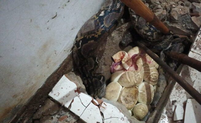 Bikin Geger! Dua Ular Piton 3,5 Meter Ditemukan Mengerami 70 Telur di Bawah Lantai, BPK Kamboja Turun Tangan