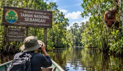 Mengenal Taman Nasional Sebangau, Surga Gambut dan Rumah Orangutan Kalteng